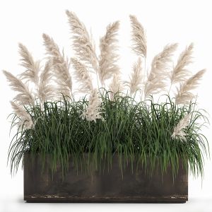 White Reeds In A Rusty Flowerpot 1033