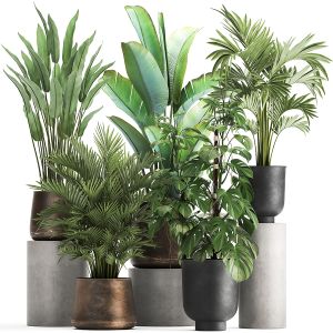 Houseplants In A Flowerpot For The Interior 1031