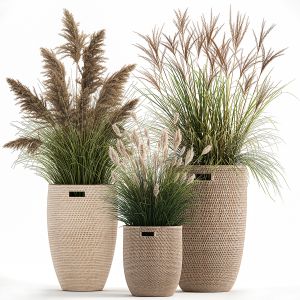 Ornamental Plants In Rattan Baskets 1024