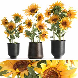 Sunflowers In A Flowerpot For The Interior 1020