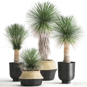 Yucca Rostrata In A Flowerpot For The Interior 101
