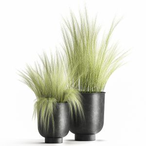 Grass In A Flowerpot For The Interior 1004