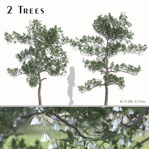 Set Of Elaeocarpus Hainanensis Trees