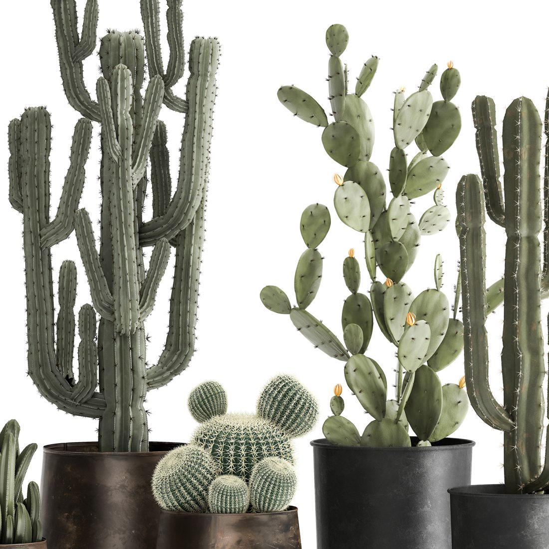 Cactus Set In A Rusty Flowerpot 992 3D Model for VRay | CGMood
