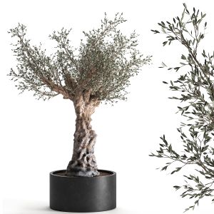 Olive Tree In A Flowerpot For The Interior 985