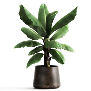 Ravenala Palm In A Rust Pot For The Interior 977