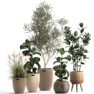 Plants In Decorative Rattan Baskets 972