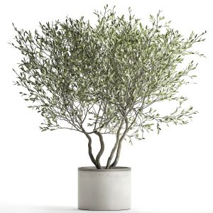 Olive Tree In A Flowerpot For The Interior 970