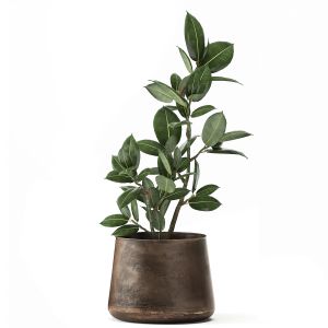 Ficus In A Flowerpot For The Interior 918