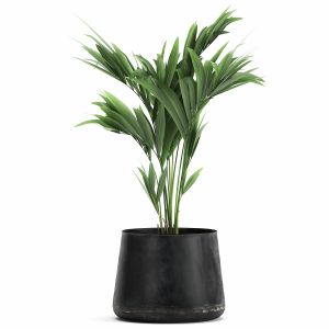 Decorative Palm In A Flowerpot 910