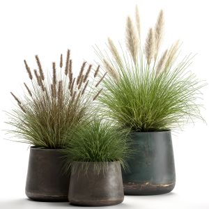 Pennisetum In A Flowerpot For The Interior 902