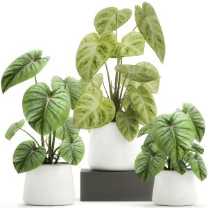 Houseplants In A Pot For The Interior 890