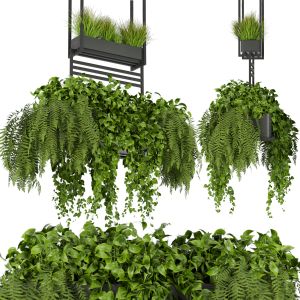 Collection Plant Vol 277  Indoor Ampelous Hanging