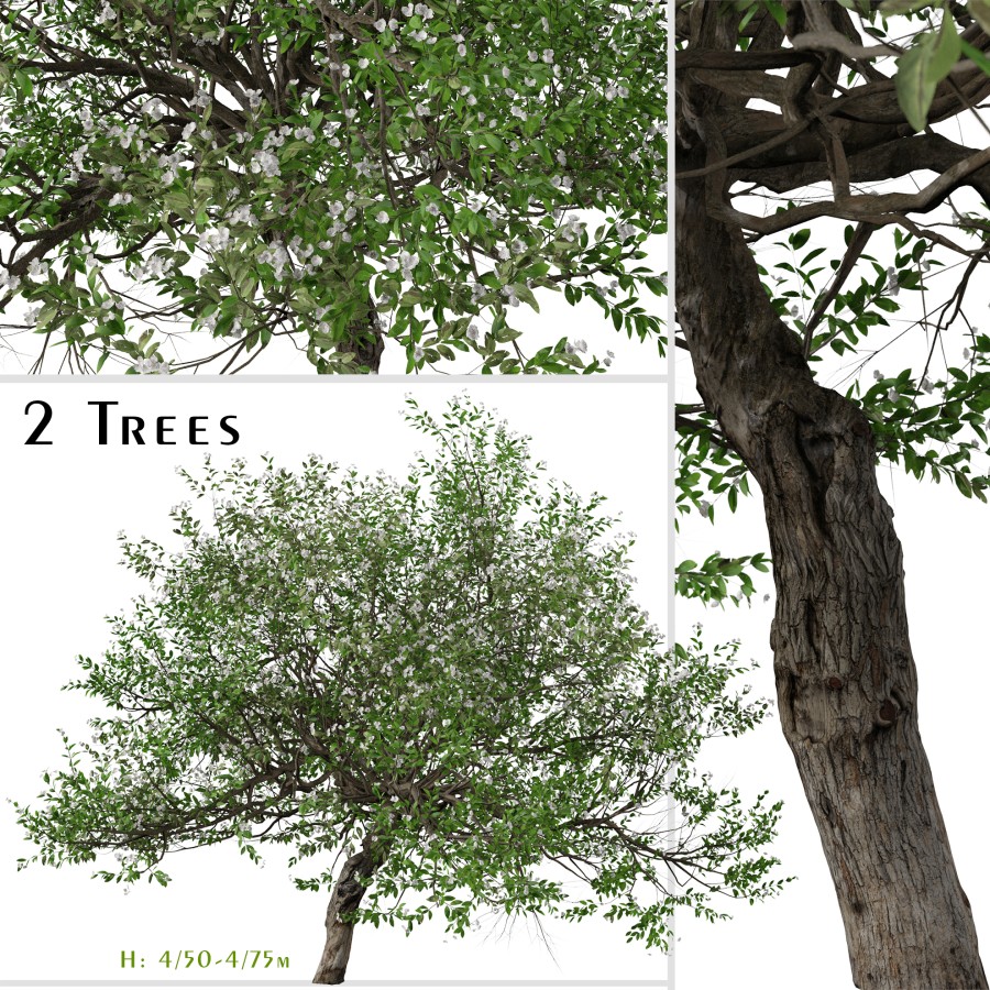Set Of Evergreen Pear Tree ( Pyrus Kawakamii ) 3D Model for VRay | CGMood