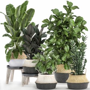 Plants In Rattan Basket For The Interior 874