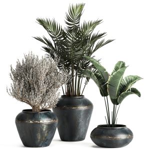 Houseplants In A Pot For The Interior 871