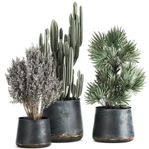 Houseplants In A Pot For The Interior 870