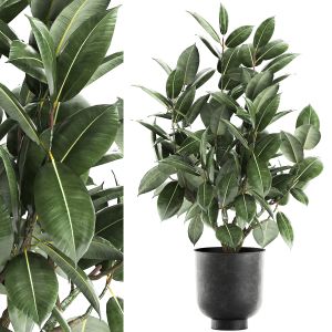 Ficus Tree In A Pot For The Interior 851