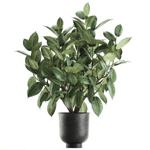 Ficus Tree In A Pot For The Interior 849
