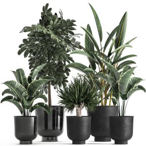 Houseplants In A Pot For The Interior 843
