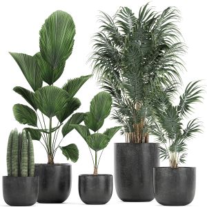 Collection Of Decorative Plants In Flowerpots 816