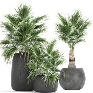 Decorative Palm In A Flowerpot 814