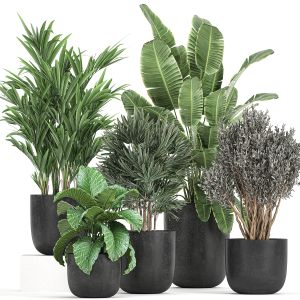 Collection Of Decorative Plants In Flowerpots 813