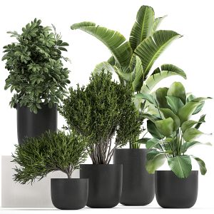Collection Of Decorative Plants In Flowerpots 804