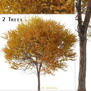 Set Of Ginkgo Biloba Tree (Maidenhair Tree)