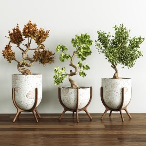 Collection_bonsai_1