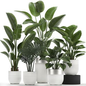 Houseplants In A White Pot For The Interior 721