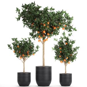 Orange Tree For The Interior In Black Pot 717