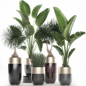 Houseplants in a luxury pot for the interior 707