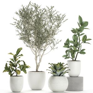 Plants In A White Pot For The Interior 673