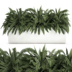 Fern In A White Pot For The Interior 674