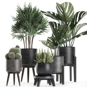 Plants In A Black Pot For The Interior 662
