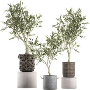 Olive Tree For The Interior In Basket 643