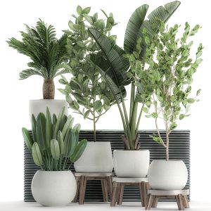 Decorative Plants For The Interior 626