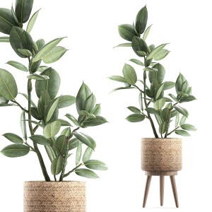 Ficus Tree For The Interior In Baskets 607