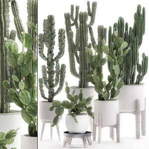Decorative Cactus In White Pots 575
