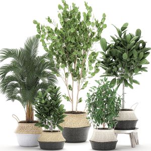 Decorative Trees For The Interior In Basket 560