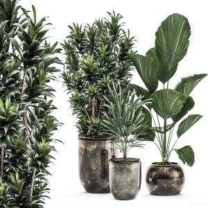 Decorative Plants In A Flowerpot 532