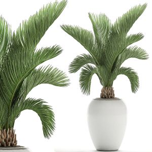 Decorative Palm In A White Flowerpot 513