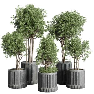 Collection Indoor Outdoor Plant 329 Plant Tree Vas