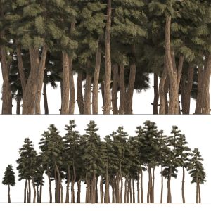 Douglas Fir Forest Trees