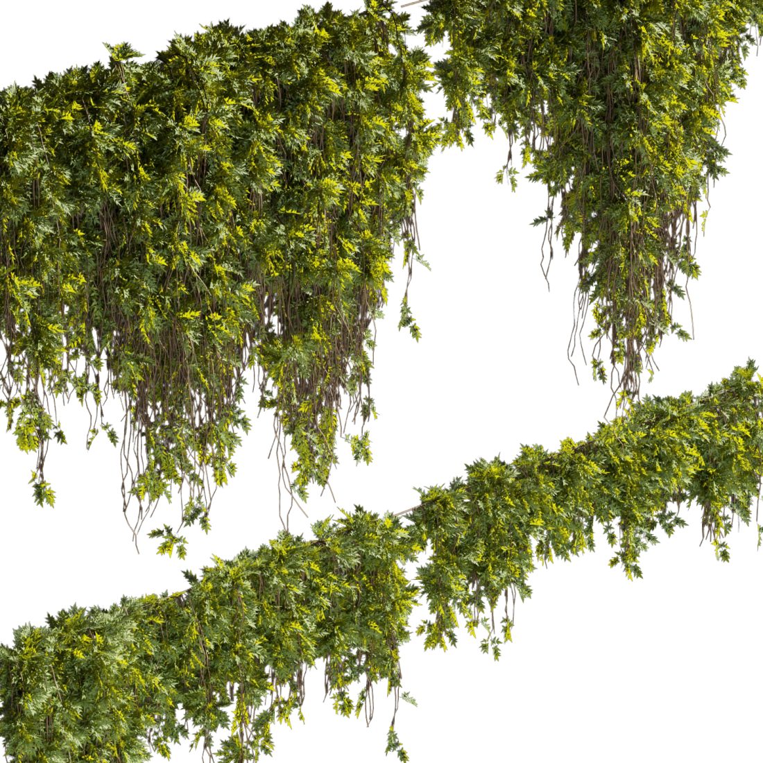 Collection Plant Vol 425 - Assord - Ivy - Outdoor - 3D Model for VRay ...