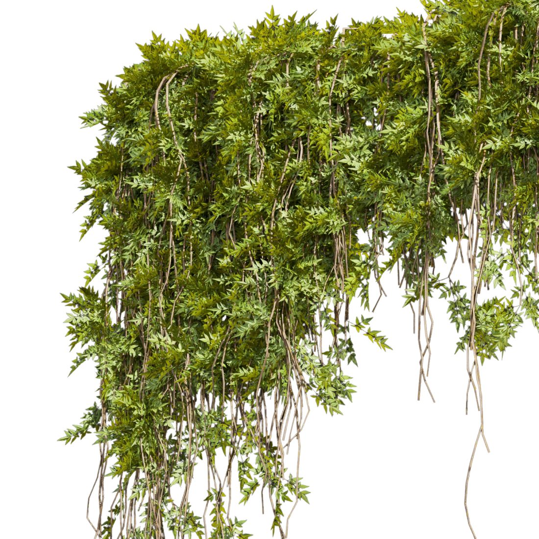 Collection Plant Vol 425 - Assord - Ivy - Outdoor - 3D Model for VRay ...