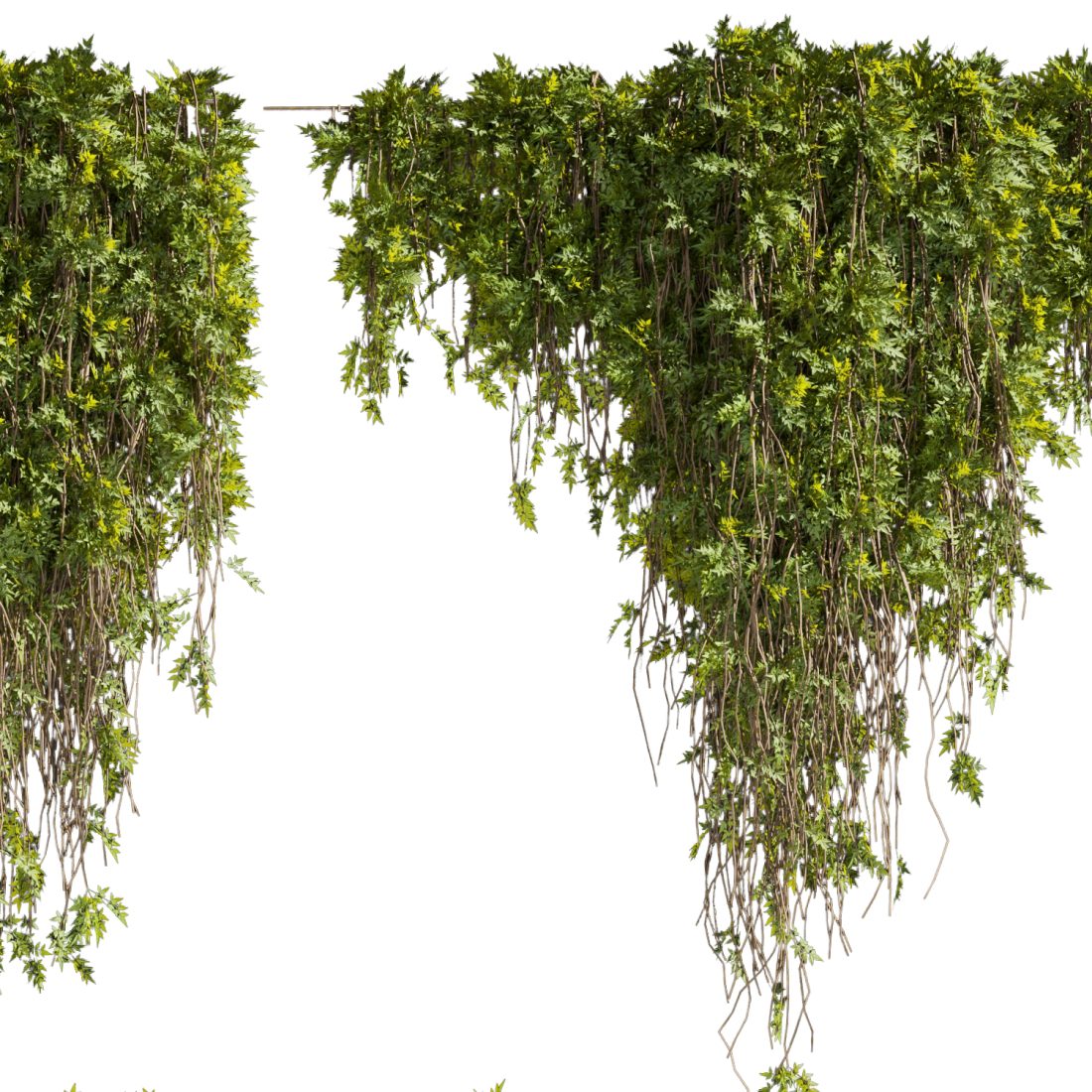 Collection Plant Vol 425 - Assord - Ivy - Outdoor - 3D Model for VRay ...