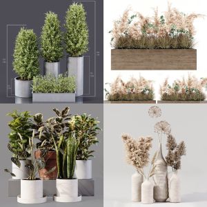 4 Collection Indoor Plants