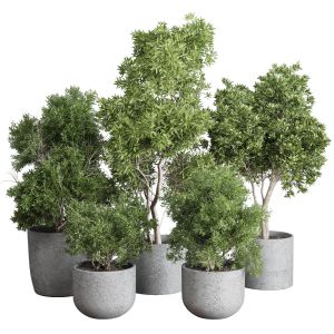 Outdoor Plants Trees And Shrubs In Pot Set 144